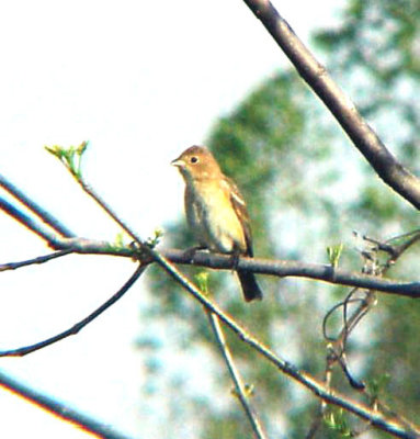 Lazuli Bunting - Ensley Bottoms - 1st and 2nd TN State Record