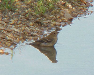 Lazuli Bunting - Ensley Bottoms - 2nd TN State Record