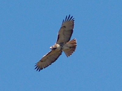 Red-tailed Hawk - 11-2-08 western adult calurus