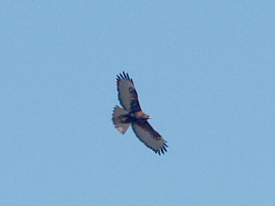 Red-tailed Hawk - 11-2-08 ad. rurfous morph Ensley