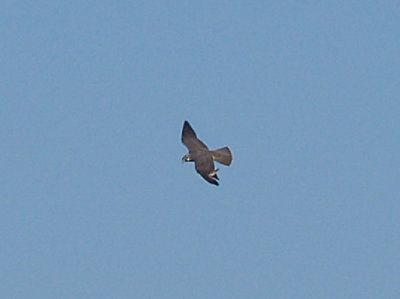 Peregrine - 10-25-08 Ensley Bottoms
