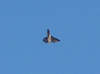Peregrine - 10-25-08 vertical dive on Northern Harrier