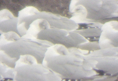 Hybrid Laughing/Ring-billed Gull - Tunica Co. and DeSoto Co. Mississippi