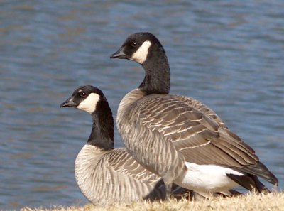 Cackling Geese - 12-2-08 pair Shelby Farms