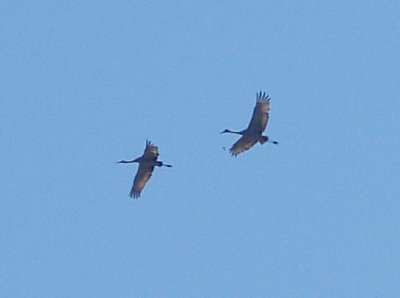 Sandhill Canes - 11-27-08 Lauderdale Watefowl Refuge