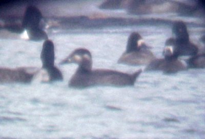 Surf Scoter - 11-28-08 TVA Lake