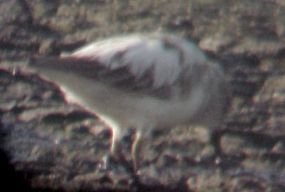 Least Sandpiper - Snowflake - 10-2-08