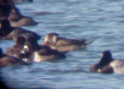 Long-tailed Duck - 12-6-08 TVA Lake