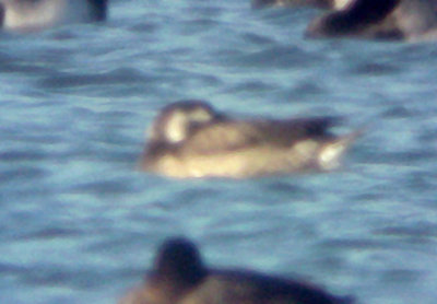 Long-tailed Duck - 12-6-08 TVA Lake, Ensley Bottoms