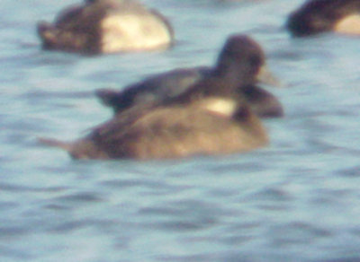 Black Scoter - 12-7-08 - TVA Lake