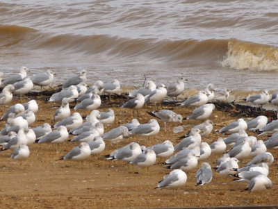 Ring-billed Gull - Laughing Gull - hybrid in center of flock