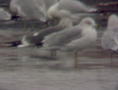 Lesser Black-backed Gull - 12-17-08 - TVA Lake - 