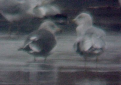 Lesser Black-backed Gull - 12-17-08 - TVA Lake -
