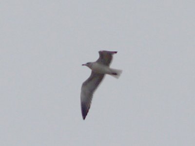 Lesser Black-backed Gull - 12-17-08 - TVA Lake 3rd cy. -