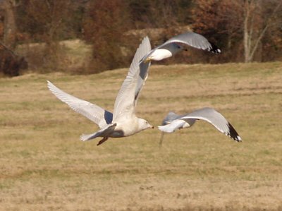 Glaucous Gull - 12-25-08 - 1st yr Shelby Farms -