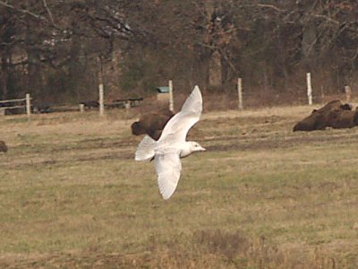 Glaucous Gull - 12-25-08 - 1st yr Shelby Farms -