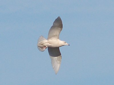 Glaucous Gull - 12-25-08 - 1st yr Shelby Farms -