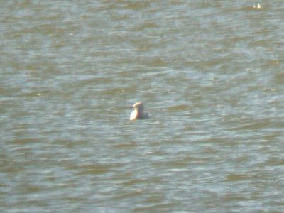 Glaucous Gull  #2- 12-25-08 - Robco Lake - 1st yr -