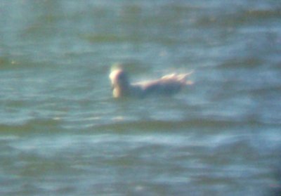Glaucous Gull #2 - 12-25-08 - Robco Lake - 1st yr -