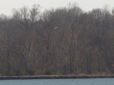 Glaucous Gull - 12-25-08 - Robco Lake - 1st yr - 