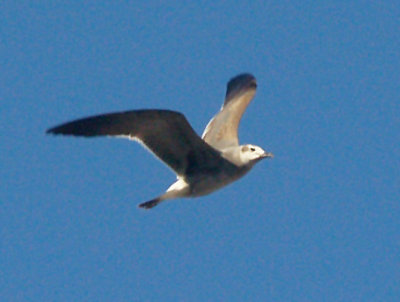 Laughing Gull - 12-25-08 - 1st yr - Robco Lake