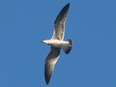 Laughing Gull - 12-25-08 - 1st yr - 