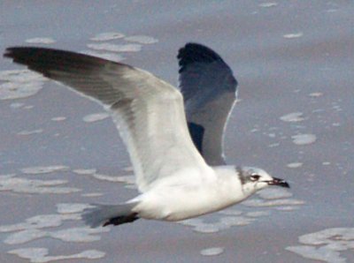 Laughing Gull - 12-28-08 - Sardis Lower Lake -