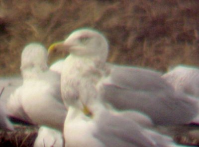 Herring Gull - 1-3-09 adult