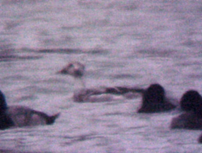 Long-tailed Duck - 1-4-09 molting male - TVA Lake