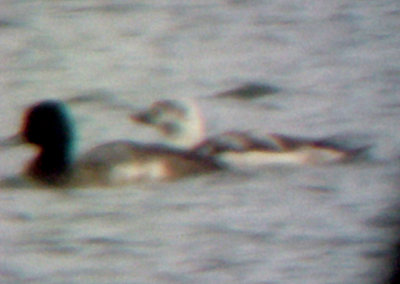 Long-tailed Duck - 1-11-09 - adult male TVA Lake