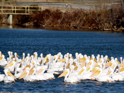 White Pelican - 1-24-09 Robco Lake