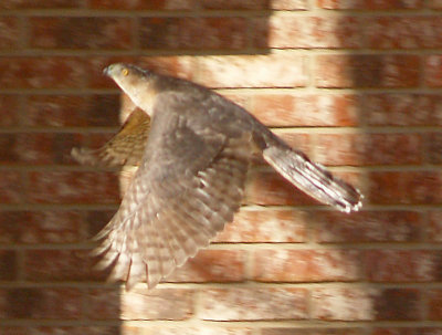 Cooper's Hawk - adult in flight profile