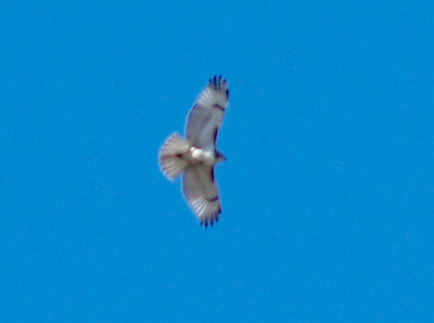 Red-tailed Hawk - 1-31-09 light morph Harlan's ?