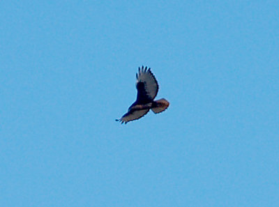 Red-tailed Hawk - 1-31-09 Dark Rufous Morph calurus