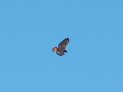 Red-tailed Hawk - 1-31-09 Dark Rufous Morph