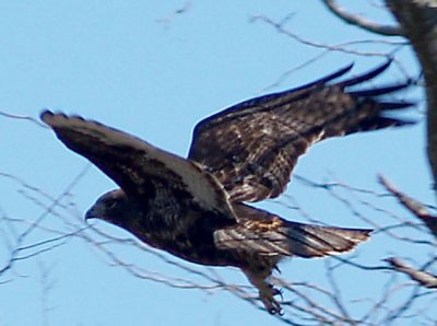 Red-tailed Hawk - 2-14-09 intermediate morph Harlan's