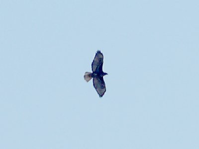 Red-tailed Hawk - 2-14-09 dark morph Harlan's