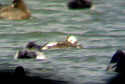 Long-tailed Duck - 2-27-09 - female