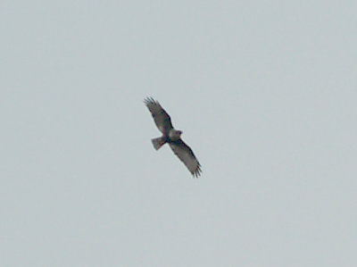 Red-tailed Hawk - 2-15-09 Harlan's intermediate morph