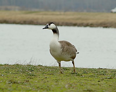 Canada Goose - hybrid