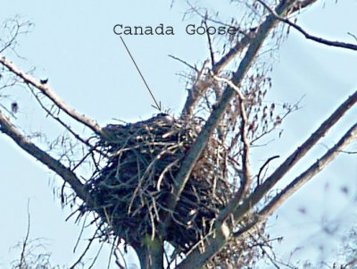 Bald Eagle nest Canada Goose - Wapanocca NWR, AR