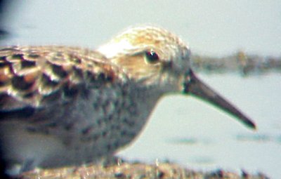 Western Sandpiper - May 10 - Ensley,  female back