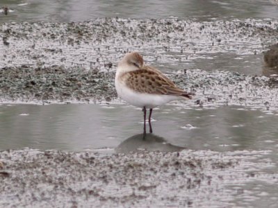 Semipalmated Sandpiper - imm. red 9-9-07