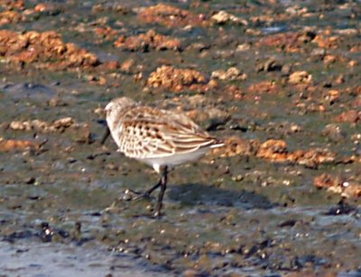 Semipalmated Sandpiper -9-21-07 red back