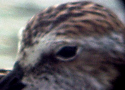 Semipalmated Sandpiper - 5-21-06 rufous crown color