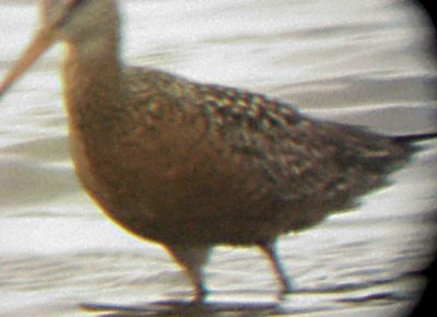 Hudsonian Godwit - 5-17-09 Ensley