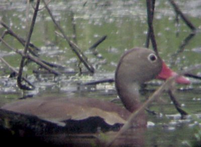 Black-bellied Whistling Duck - 5-22-09 Coro Lake Slough