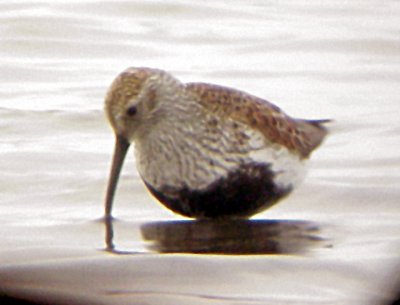 Dunlin - Ensley Bottoms - May 2009