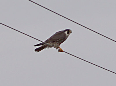 Peregrine - adult on wire - 5-10-09