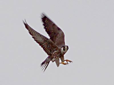 Peregrine - adult on wire